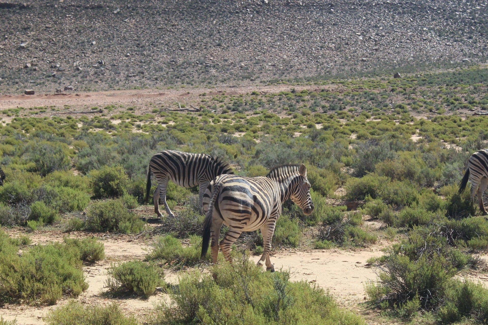 Table Mountain Fast Track + Quad Bike Safari — 8