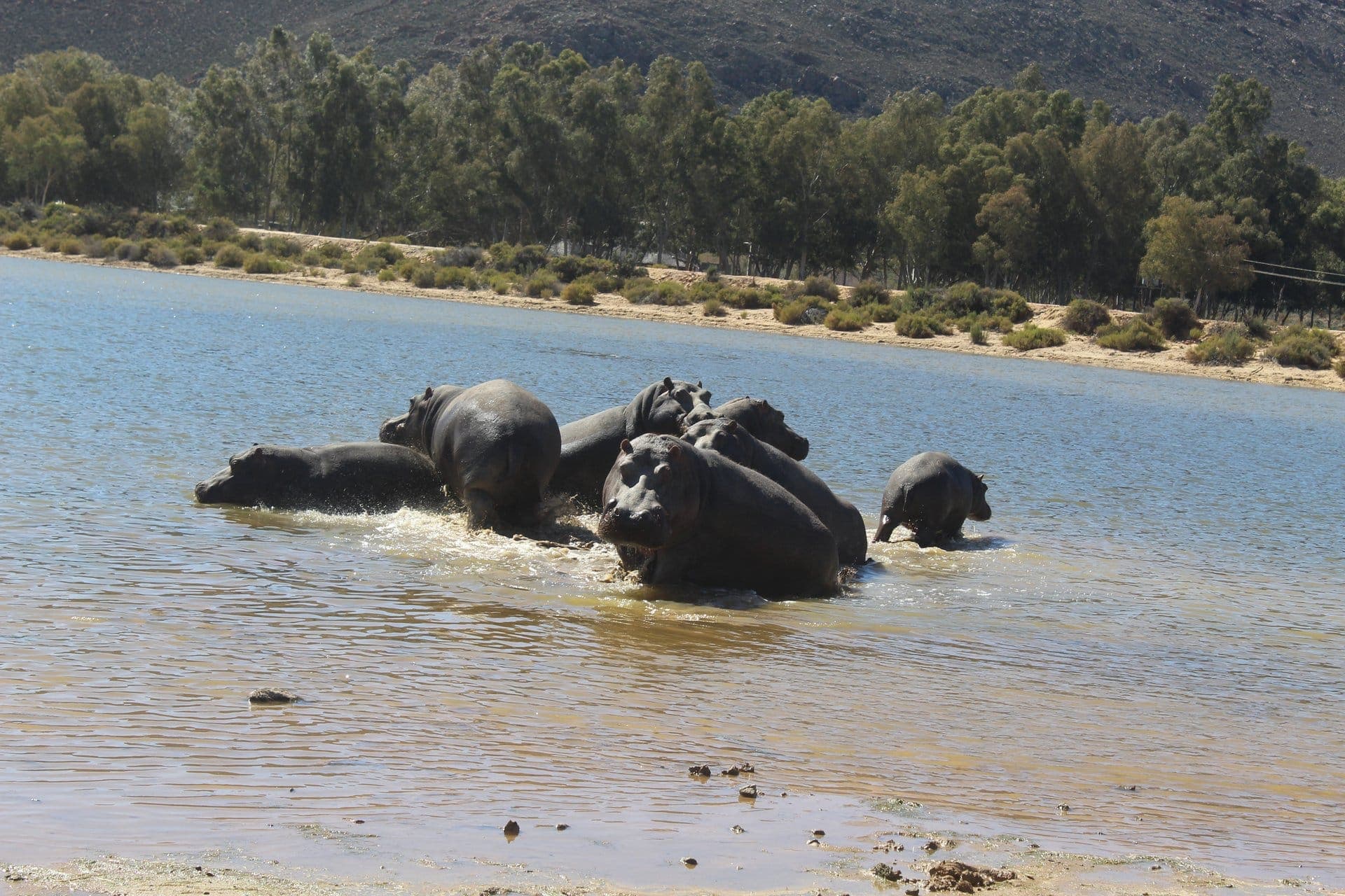 Table Mountain Fast Track + Quad Bike Safari — 5
