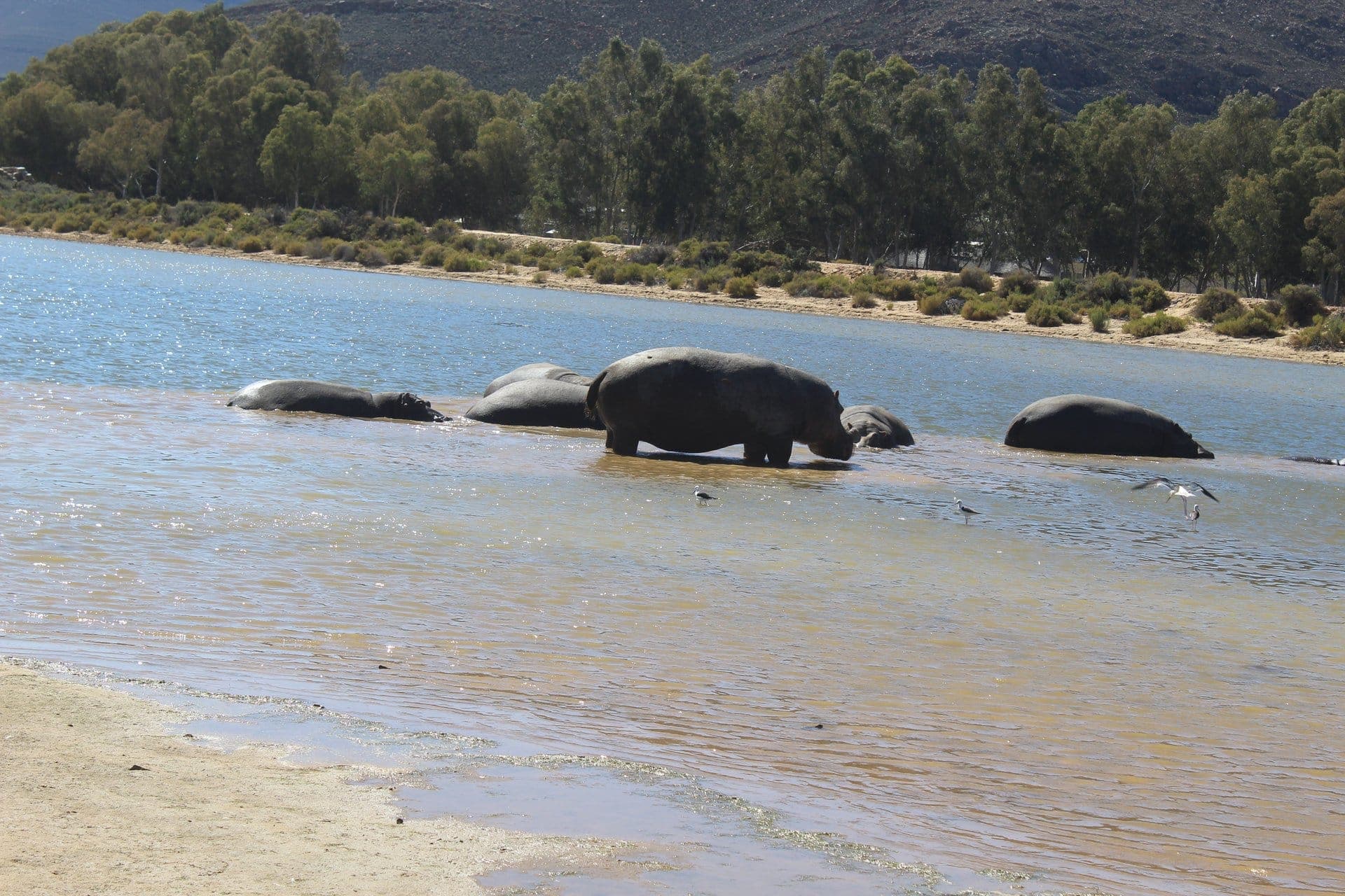 Table Mountain Fast Track + Quad Bike Safari — 7