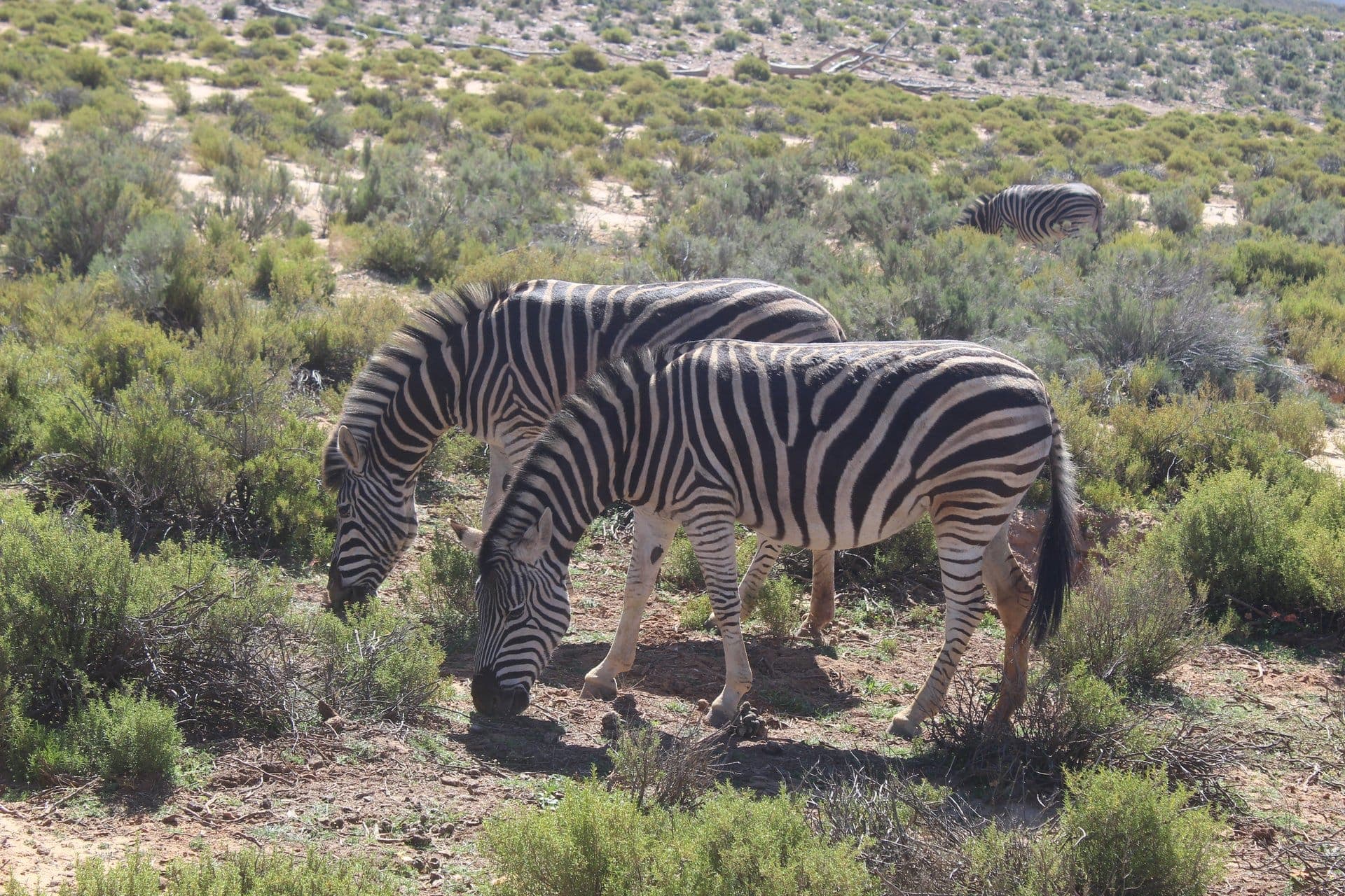 Table Mountain Fast Track + Quad Bike Safari — 10
