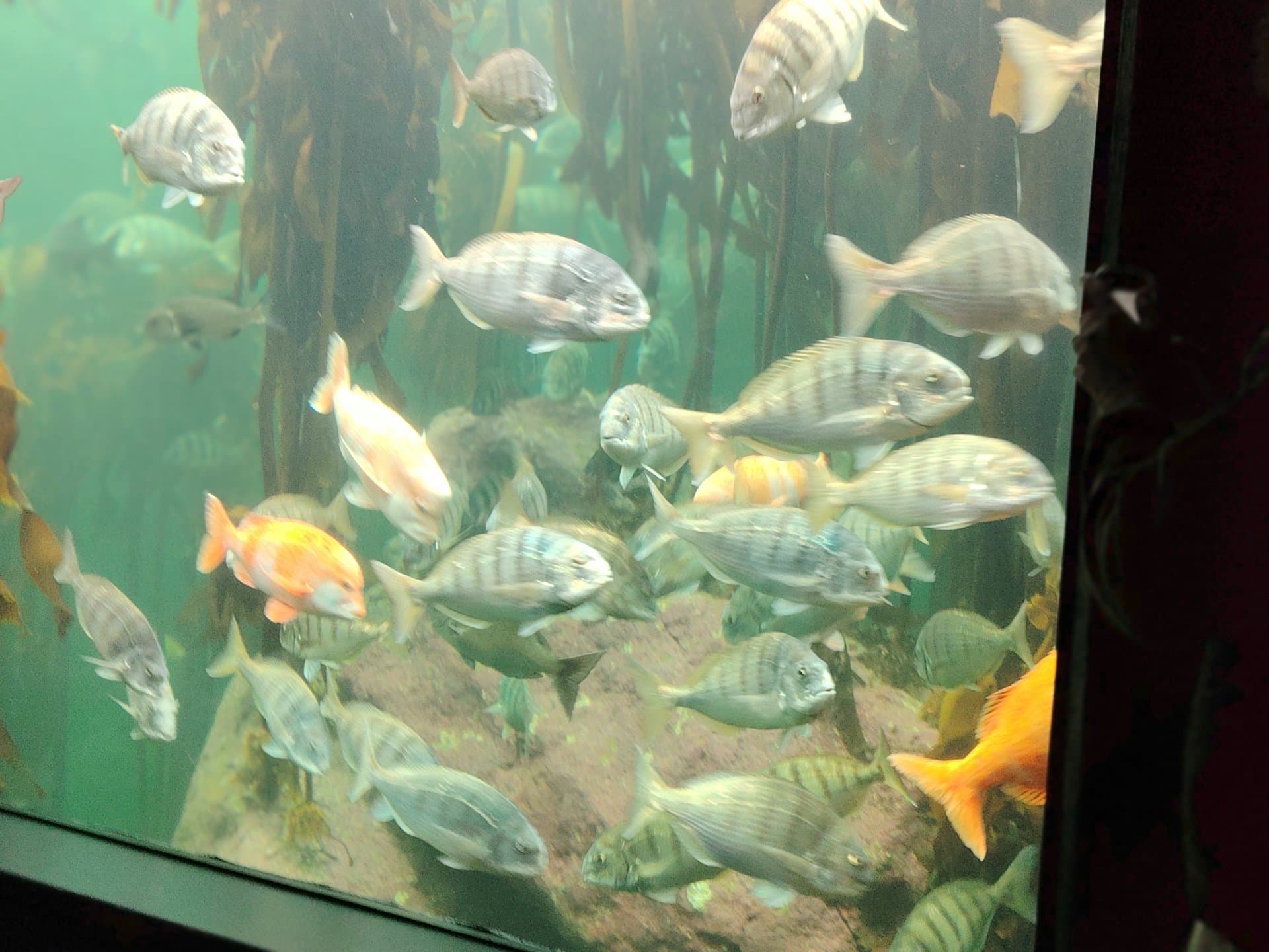 Table Mountain Fast Track + Two Oceans Aquarium — 5